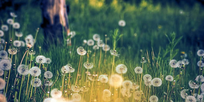 三月- 春天 我们去看那朵花