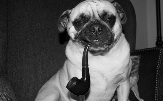 我很丑，但绝对丑得可爱