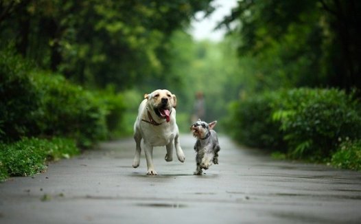 小妖精这……特么就尴尬了!!!萌宠篇