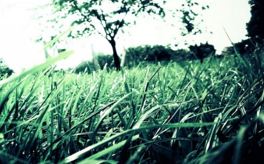 今夕何夕青草离离